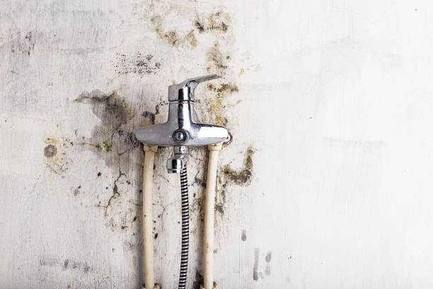 Best Black Mold Removal  in Nocatee, FL