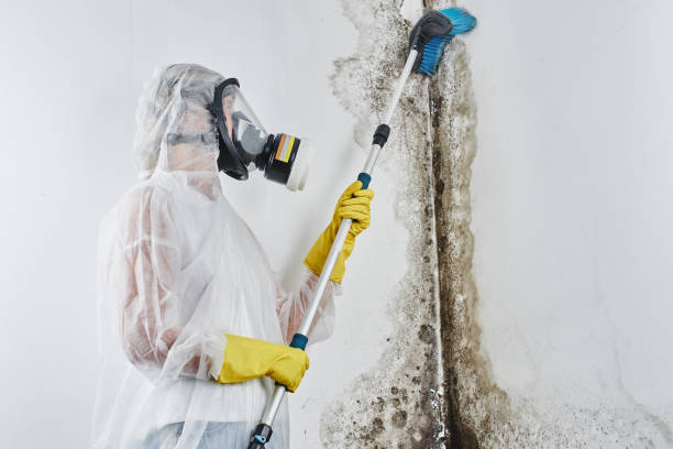 Best Mold Removal Process  in Nocatee, FL