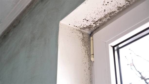 Mold Removal Process in Nocatee, FL