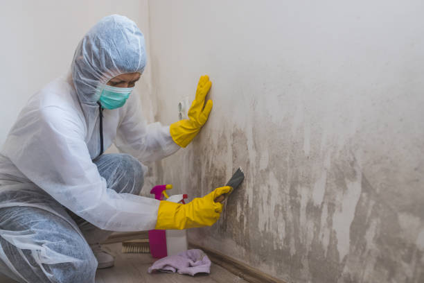 Mold Testing and Removal in Nocatee, FL