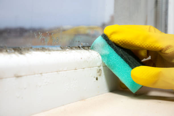 Professional Mold Removal in Nocatee, FL